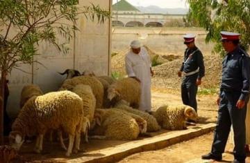خاص..اعتقال عصابة "فراقشية" سرقت 34 خروفا من كساب معروف بآسفي